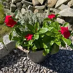 Brama Gor Gorki Male (Silesia)