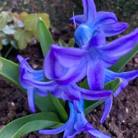 Vakantiehuis Brama Gor *