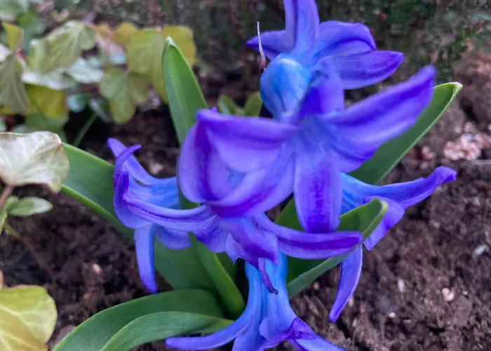 בית נופש Brama Gor *